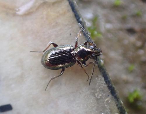 Réf. 343 714 : Bembidion sp.